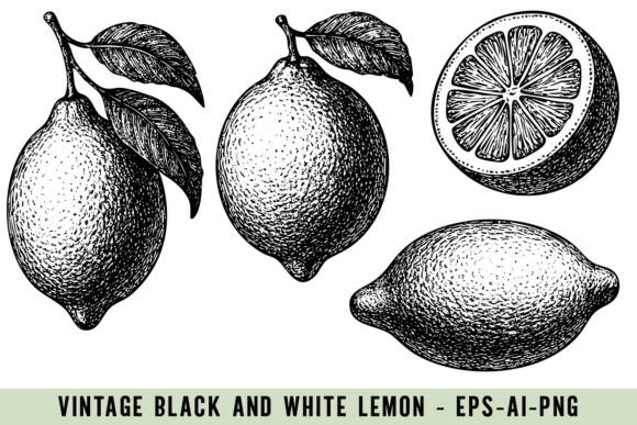 Download Vintage Lemon Illustrations - Illustrations Collection